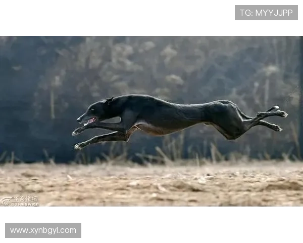 狗与狼:时间洪流中的野性与温情